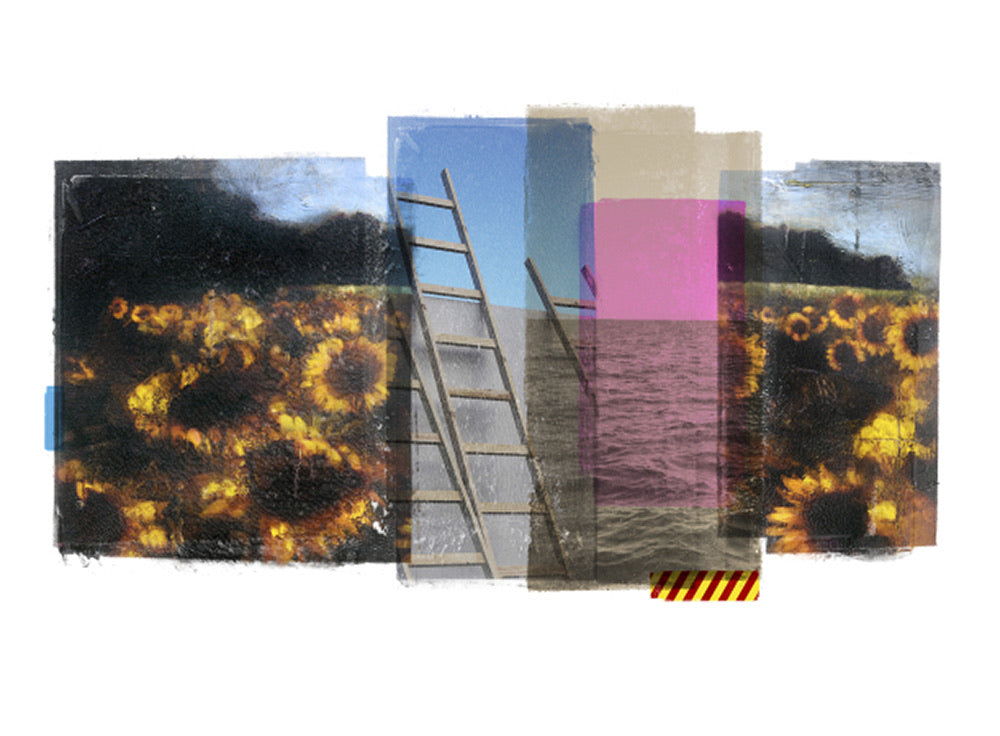 Venia/sunflower field